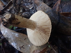 Tricholoma eucalypticum
