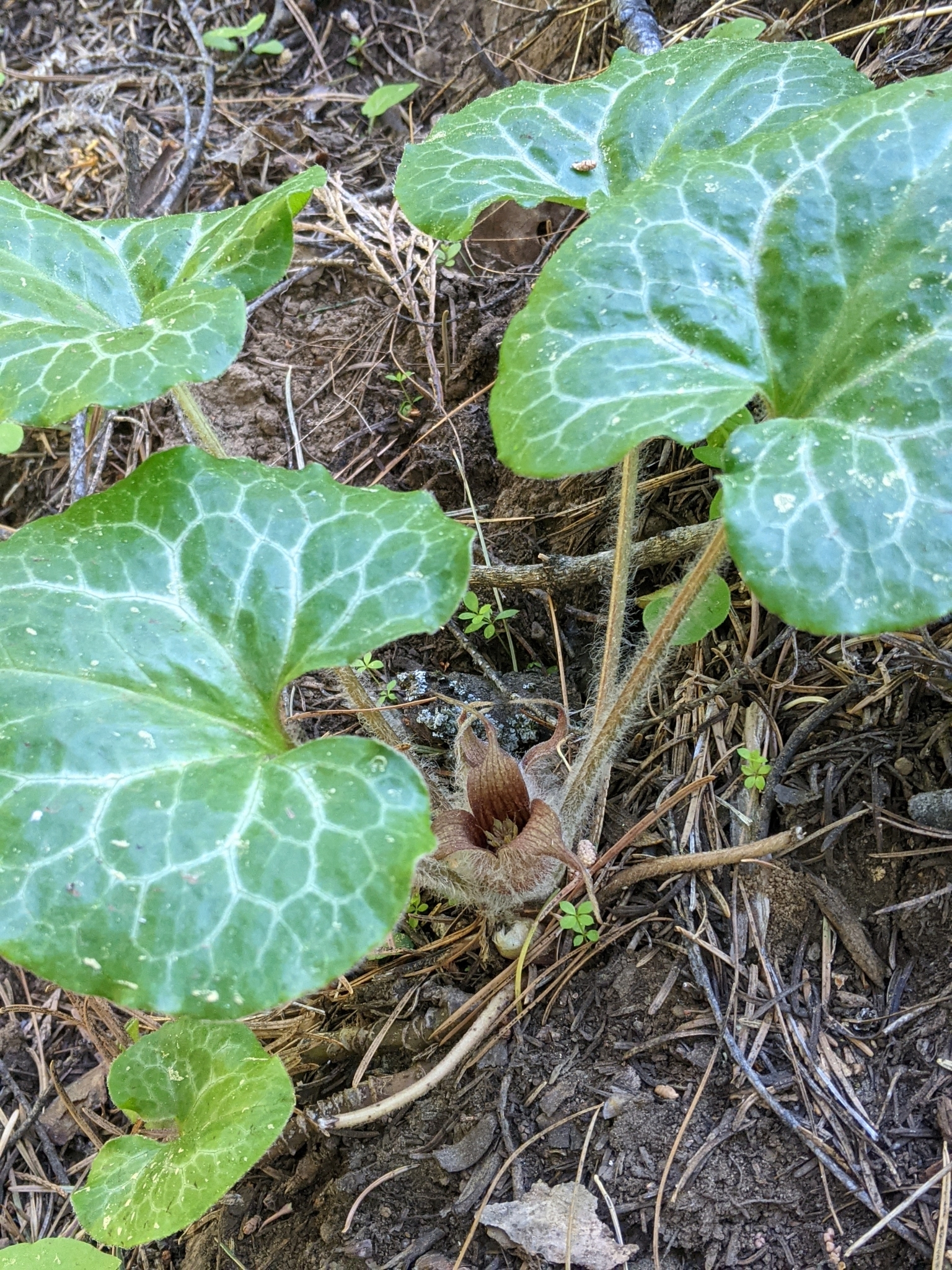 Asarum hartwegii