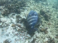 Pseudobalistes naufragium