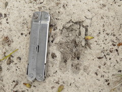 Raphicerus campestris campestris