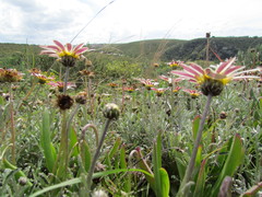 Arctotis pinnatifida