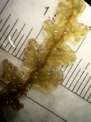 Lepidolaena taylorii