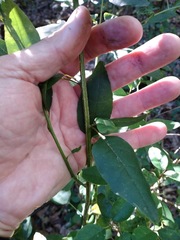 Monococcus echinophorus