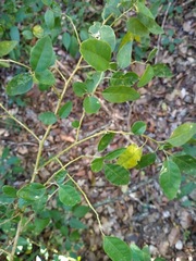 Monococcus echinophorus