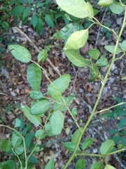 Monococcus echinophorus