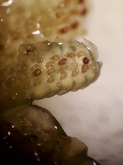 Lepidolaena taylorii