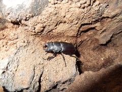 Lucanus mazama