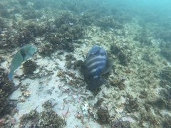 Pseudobalistes naufragium