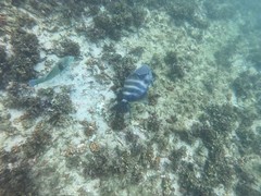 Pseudobalistes naufragium