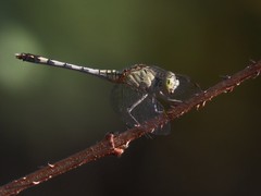 Diplacodes trivialis