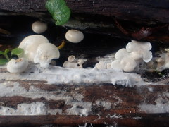 Clitocybe semiocculta