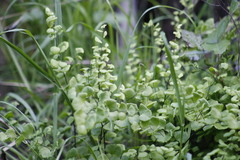 Adiantum jordanii image