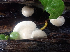 Clitocybe semiocculta