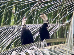 Anthracoceros marchei