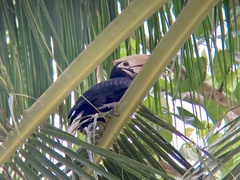 Anthracoceros marchei