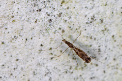 Empicoris culiciformis