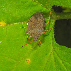 Euschistus conspersus