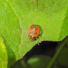 Cosmopepla intergressa