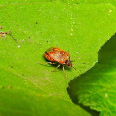 Cosmopepla intergressa