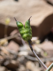 Delphinium nudicaule
