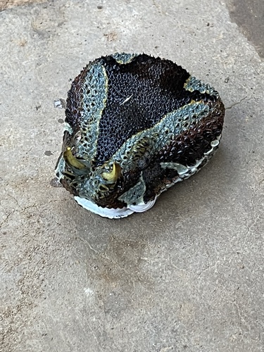 Rhinoceros Viper
