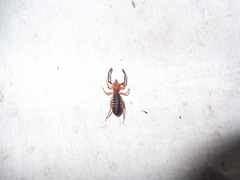 Ammotrechidae