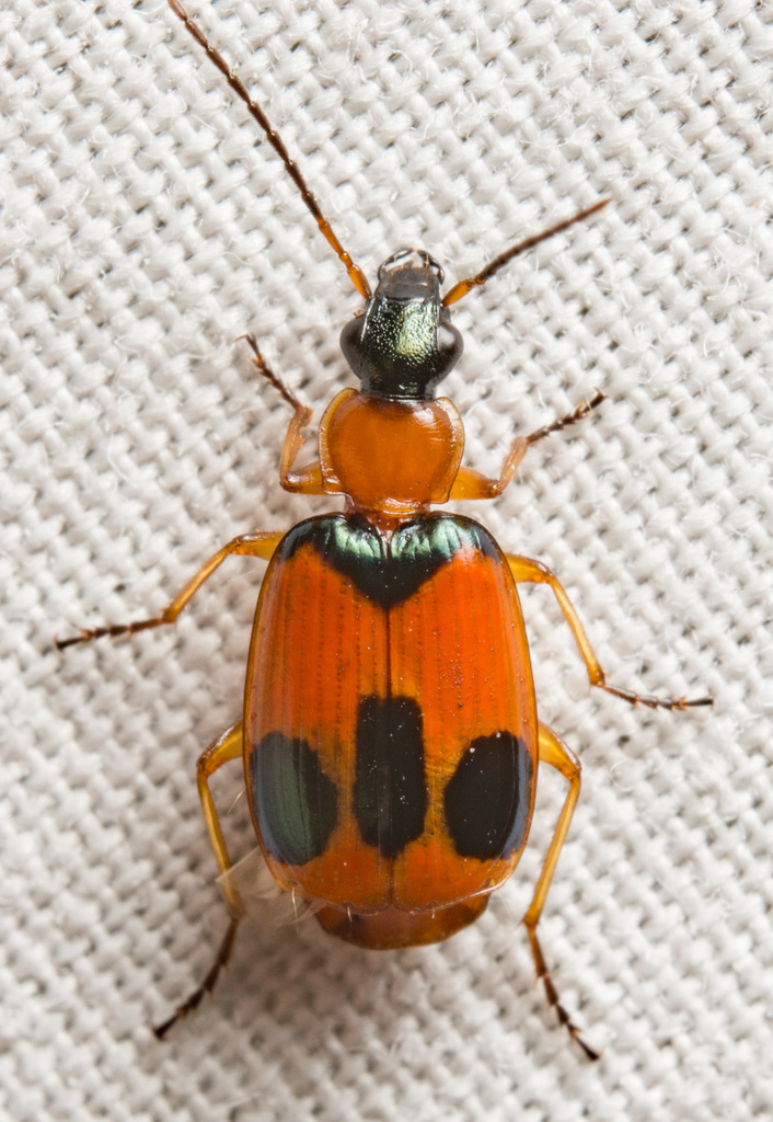 Beautiful Banded Lebia