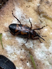 Rhynchophorus phoenicis