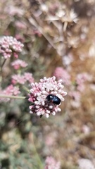 Saxinis saucia