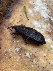 Rhynchophorus phoenicis