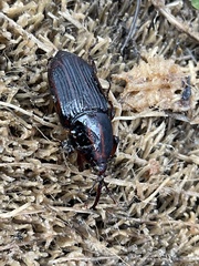 Rhynchophorus phoenicis
