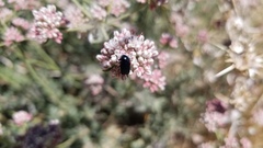 Saxinis saucia
