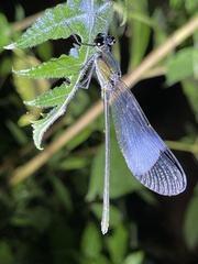 Sapho bicolor