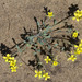 Great Plains Bladderpod - Photo (c) Samuel Brinker, some rights reserved (CC BY-NC), uploaded by Samuel Brinker