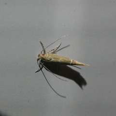 Labdia chryselectra