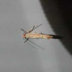 Labdia chryselectra