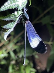 Sapho bicolor
