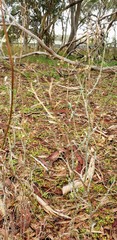 Senecio quadridentatus