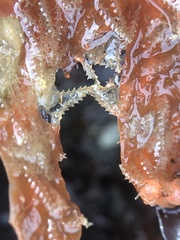 Abietinaria