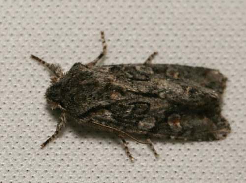 iNaturalist observation photo of Cutworm Moths and Allies