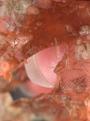 Abietinaria