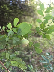 Synostemon albiflorus