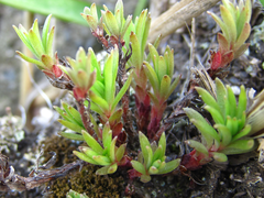 Sedum polytrichoides