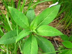 Lysimachia clethroides