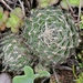 Spiderweb Haworthia - Photo (c) stephen hardcastle, some rights reserved (CC BY-NC), uploaded by stephen hardcastle