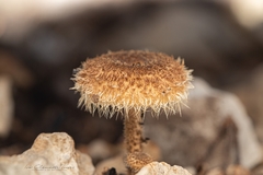 Lentinus berteroi