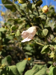 Lepechinia cardiophylla
