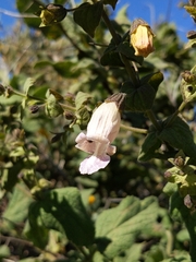 Lepechinia cardiophylla