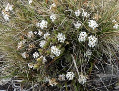 Pimelea oreophila lepta