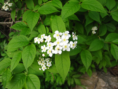Deutzia glabrata